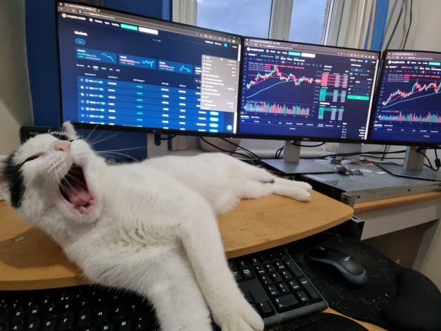 Cats and work don't mix : r/cats