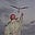 Toward Safe Harbour's avatar