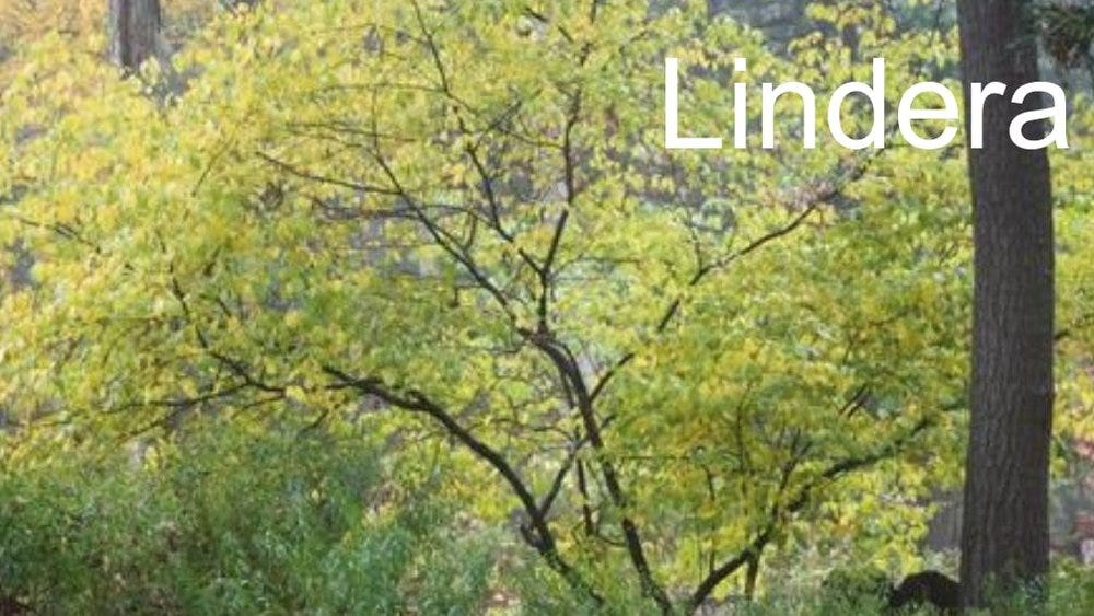 80-trees-shrubs 4.jpeg 80-trees-shrubs 4.jpeg
