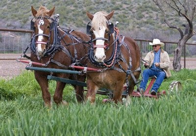draft_horses