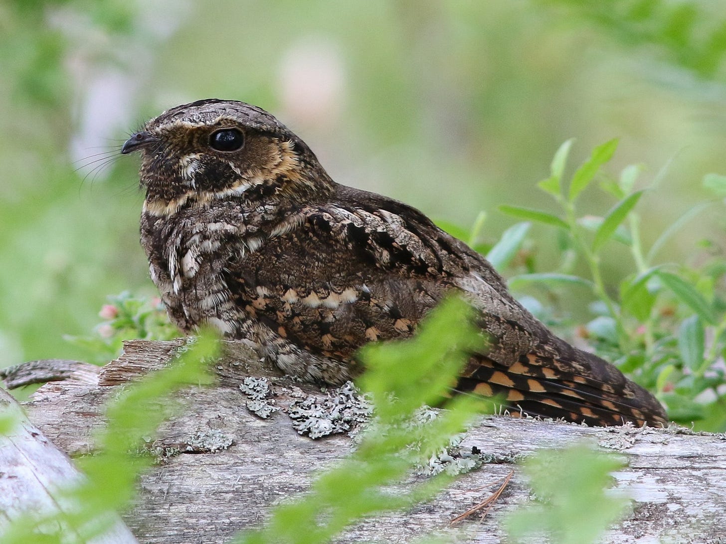 Eastern Whip-poor-will - eBird Eastern Whip-poor-will - eBird