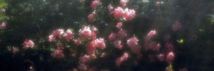 This may contain: some pink flowers are growing in the grass