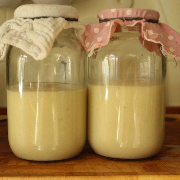 2 large gallon glass jars half full with a beige porrige. There are cloth caps on each jar. 
