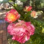 Gail Brown's avatar