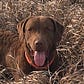 Chas S. Clifton's avatar