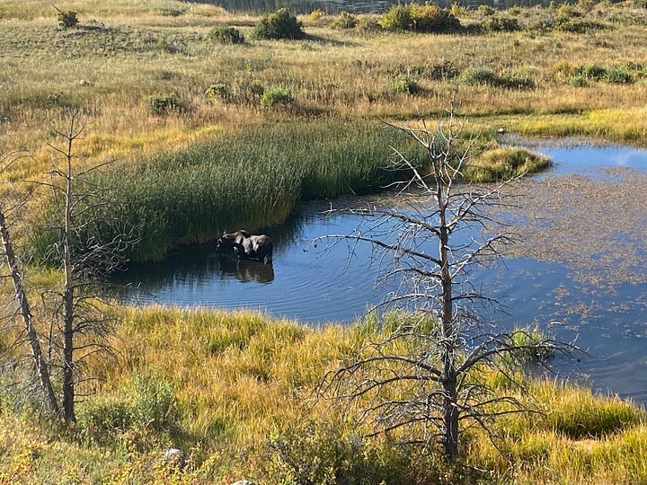 Photos of wildlife around Estes Prk, Colorado