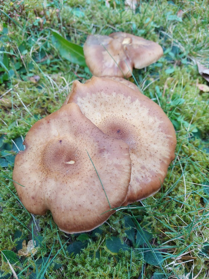 Different mushrooms on a lawn