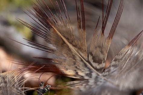 Softly delicate and distinctively patterned feathers of pheasant
