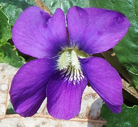 closeups of violets