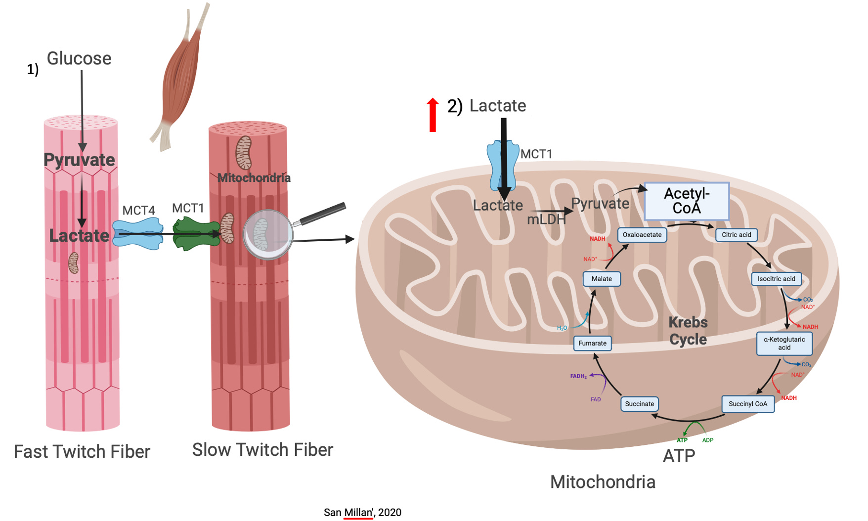 Lactate: The Most Misunderstood Molecule in Biology