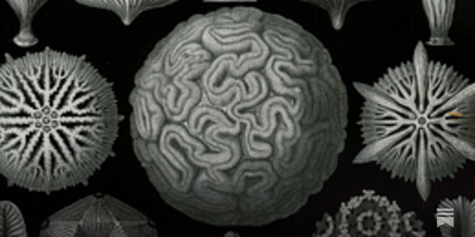https://www.polytropolis.com/p/contra-chiang-on-machine-consciousness social preview image