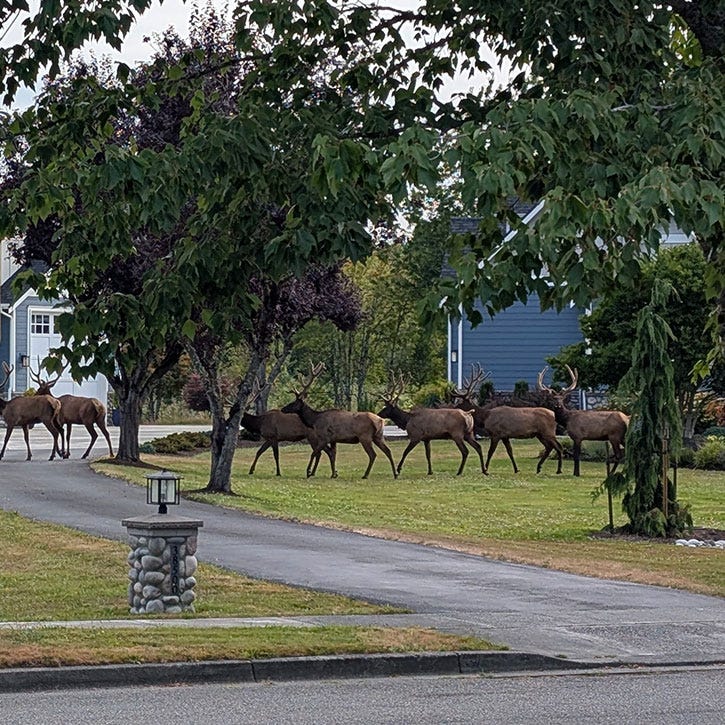 A picture of a large group of elk in the front yard of a regular house. A picture of a large group of elk in the front yard of a regular house.