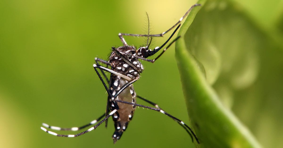 A imagem contém um mosquito de Aedes aegypti adulto A imagem contém um mosquito de Aedes aegypti adulto