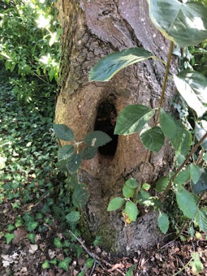 Photograph of a rot hole where a Common Dronefly might lay its egg. In the hole would be rotting leaves a soupy detritus mixture