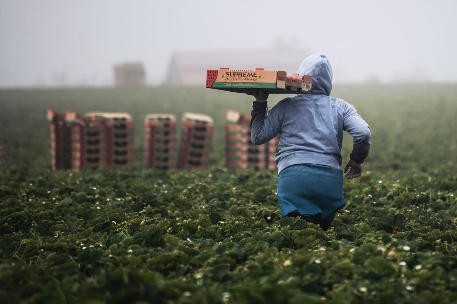 A person working in a strawberry field. A person working in a strawberry field.