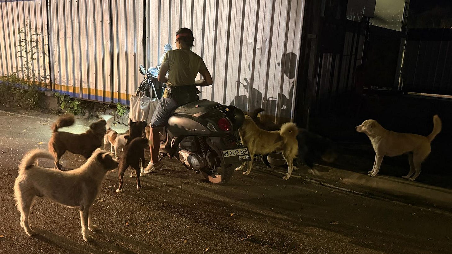 Woman on a scooter with food for the local dogs, surrounded at night in Sanur, Bali.