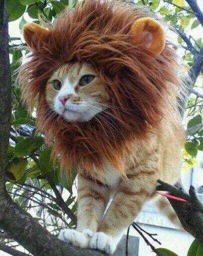 Overconfident Cat - Meme by es77efano :) Memedroid