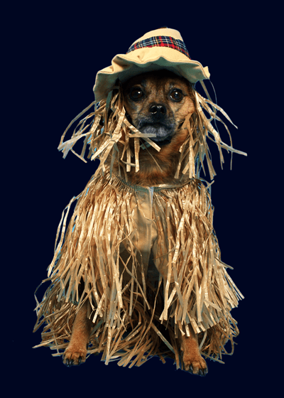 Dog dressed as a scarecrow