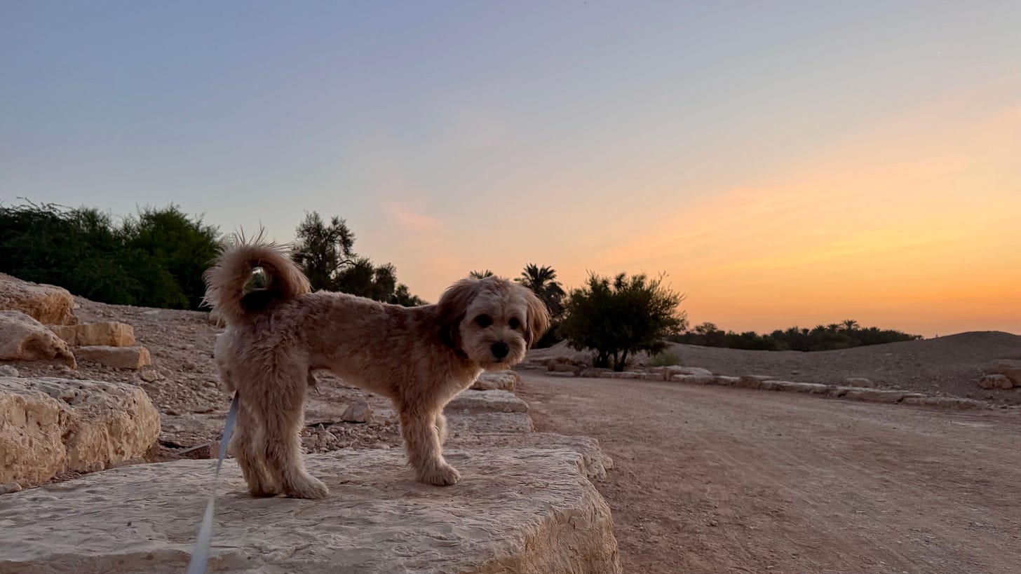 desert trail with dog and sunrise