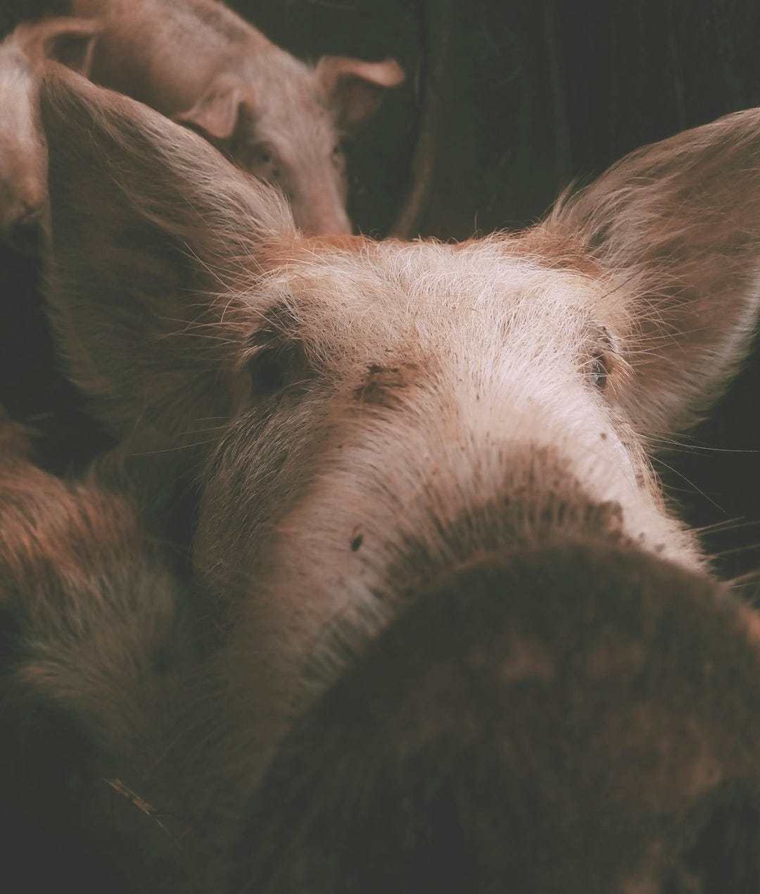 close-up photography of white and brown pig