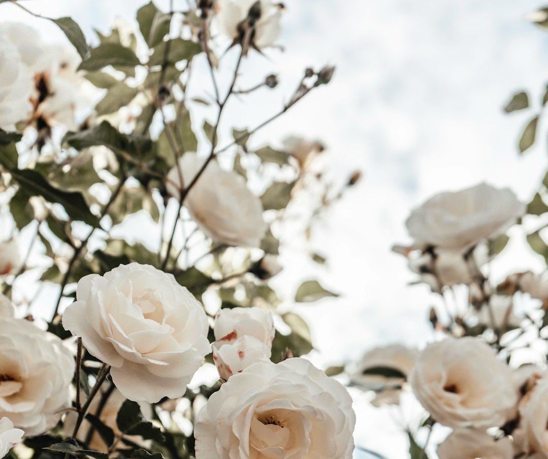 white roses in bloom during daytime white roses in bloom during daytime