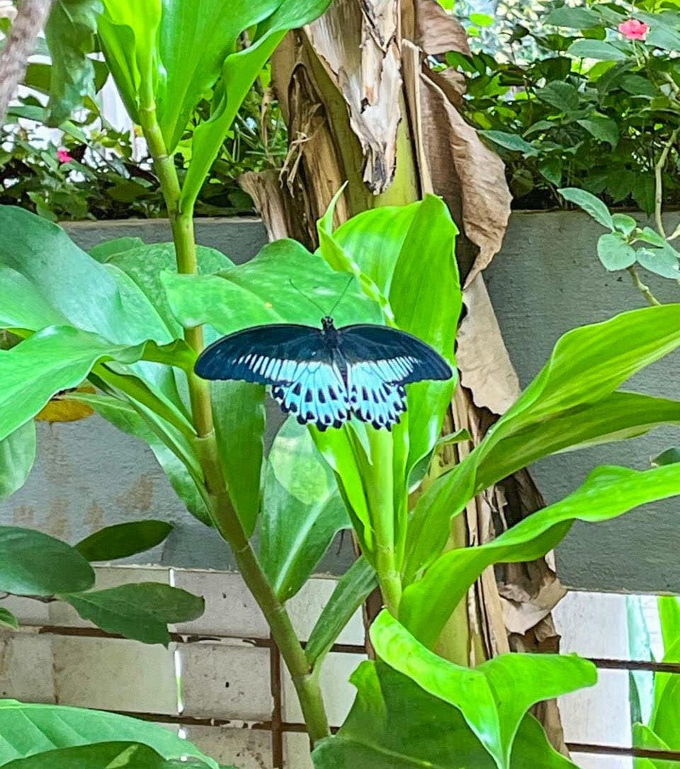 Praani Insect A Voice at the Edge of the Commons | Note #1, Praani