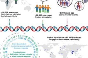 A new study shows that Indian ancestry goes back about 50,000 years, when early humans migrated out of Africa. Along the way, they interbred with Neanderthals and Denisovans—extinct human relatives—picking up genes that still affect our immune systems today. About 10,000 years ago, farmers from Iran and herders from Central Asia moved into India and mixed with local hunter-gatherers. Then, around 5,000 years ago, many communities began marrying within their own groups (endogamy), which caused genetic bottlenecks. This long and complex history has shaped the genetic diversity of India and continues to influence health and disease in the population.