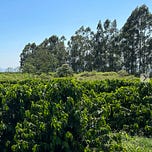 A Climate For Coffee