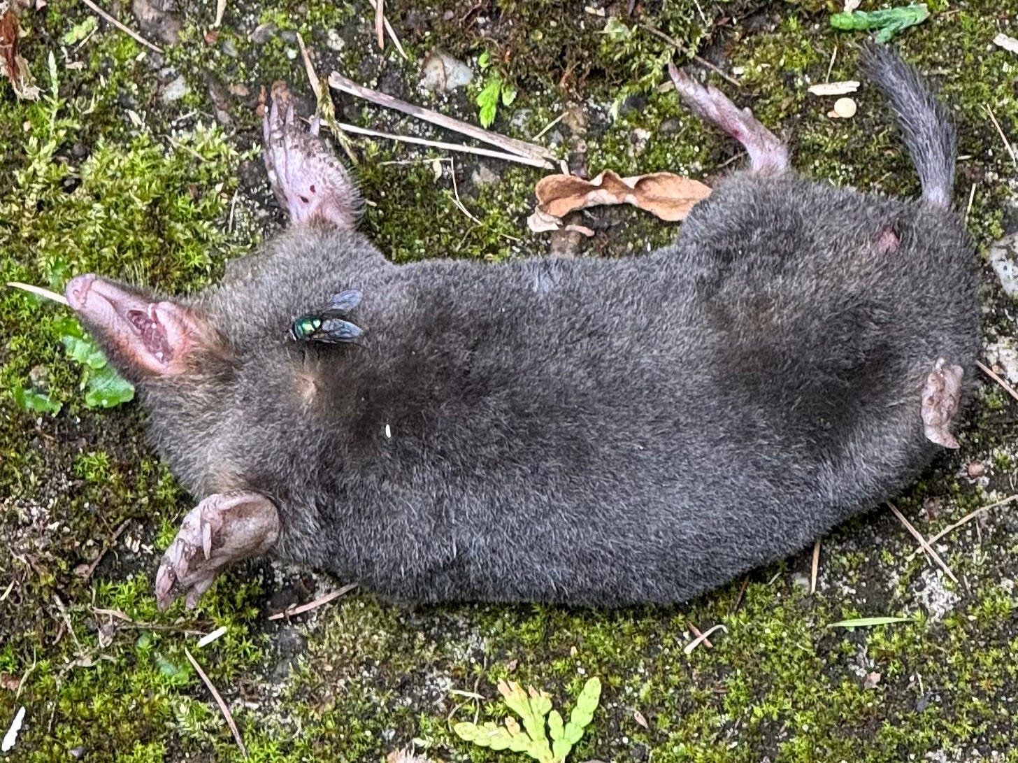 Dead mole, lying on its back, mouth slightly open, green bottle fly on its chest