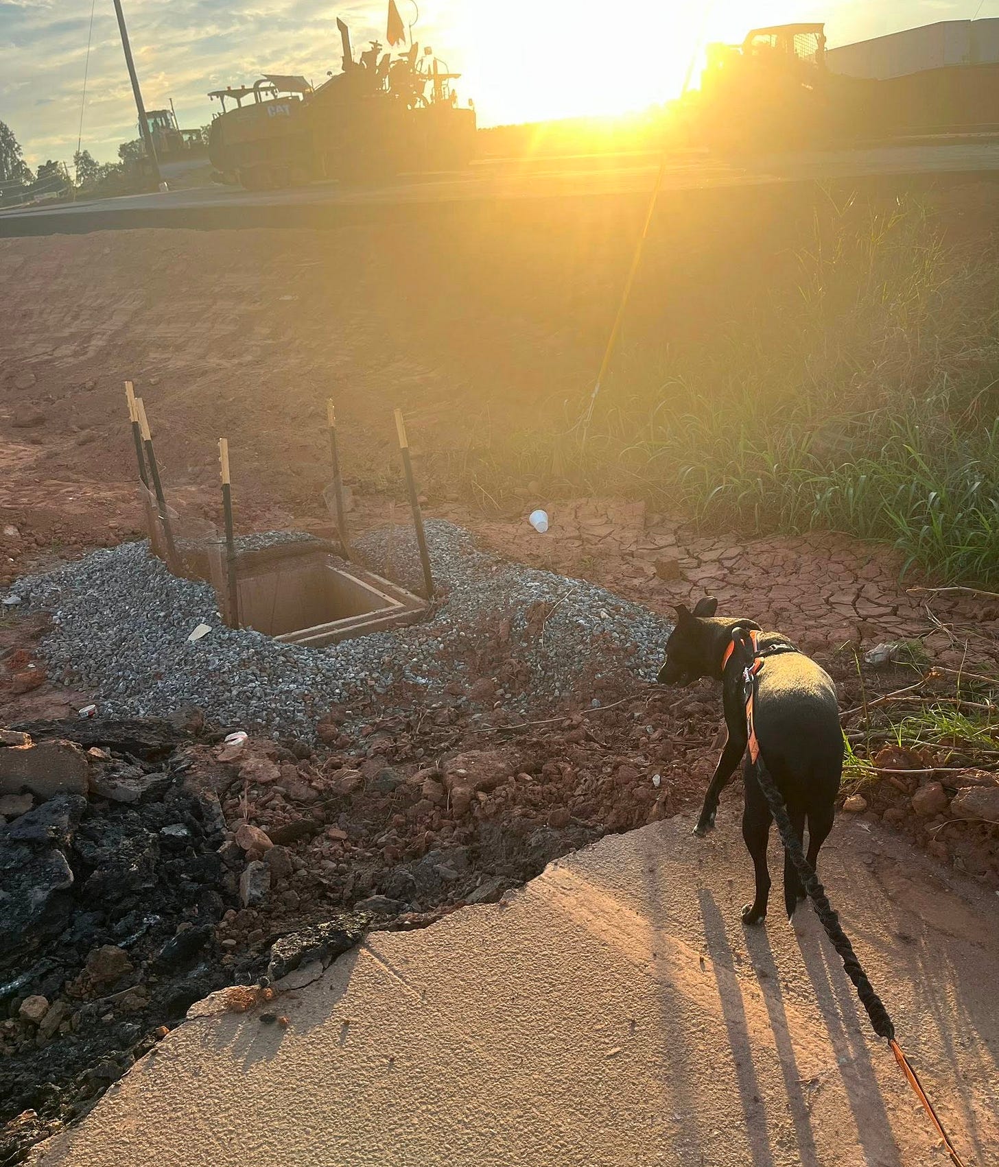 May be an image of dog May be an image of dog