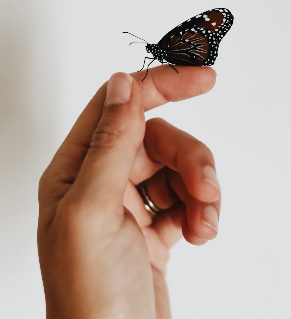 brown and black butterfly on person index finger brown and black butterfly on person index finger