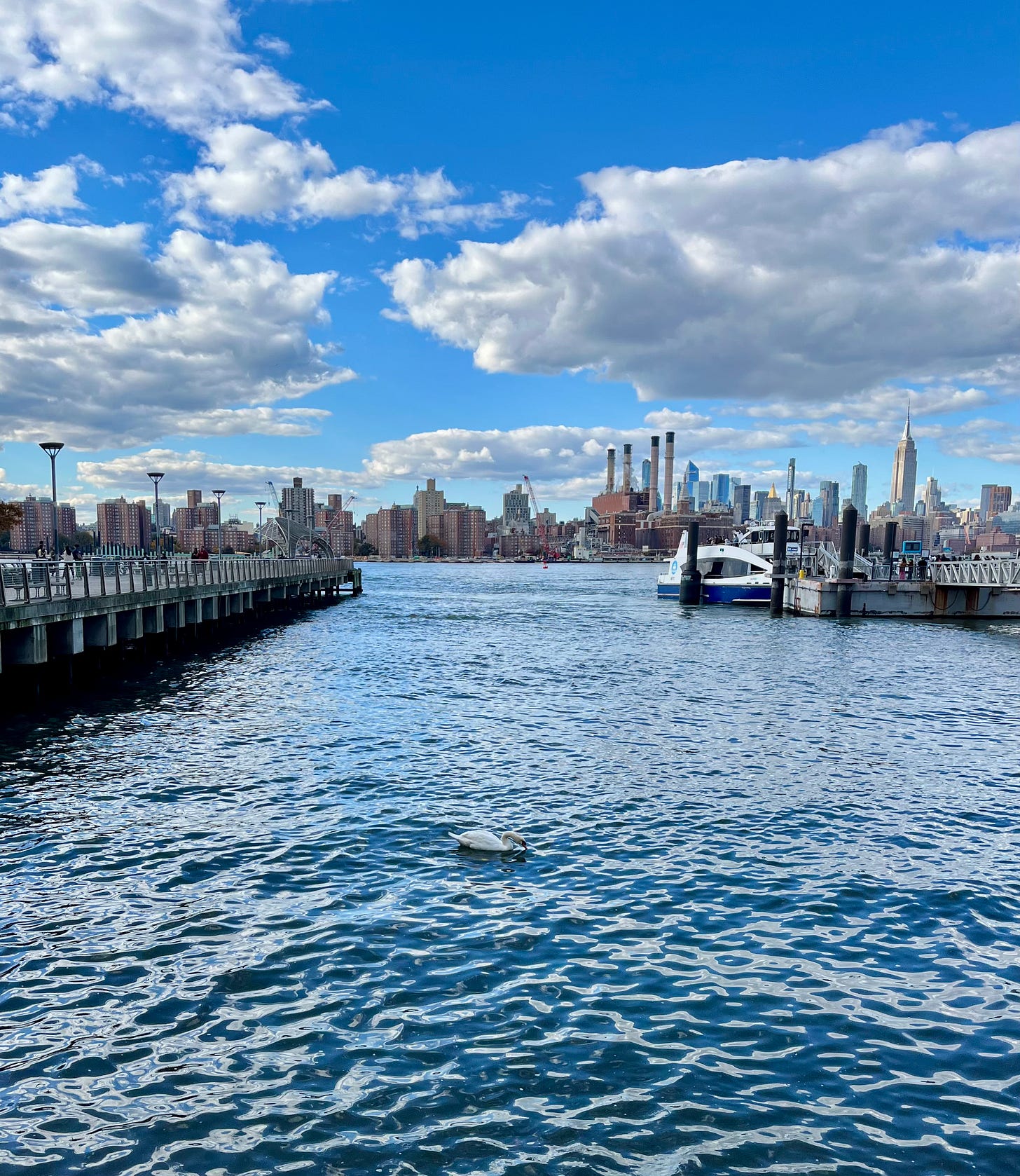 Vista sullo skyline di Manhattan dal lungofiume di Williamsburg, a Brooklyn. Sull’acqua, si vede un cigno nuotare in solitaria.
