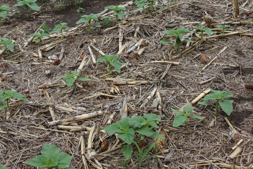 No-till sunflowers