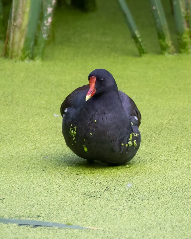 20250918-Sweetwater-75-Edit.jpg 20250918-Sweetwater-75-Edit.jpg