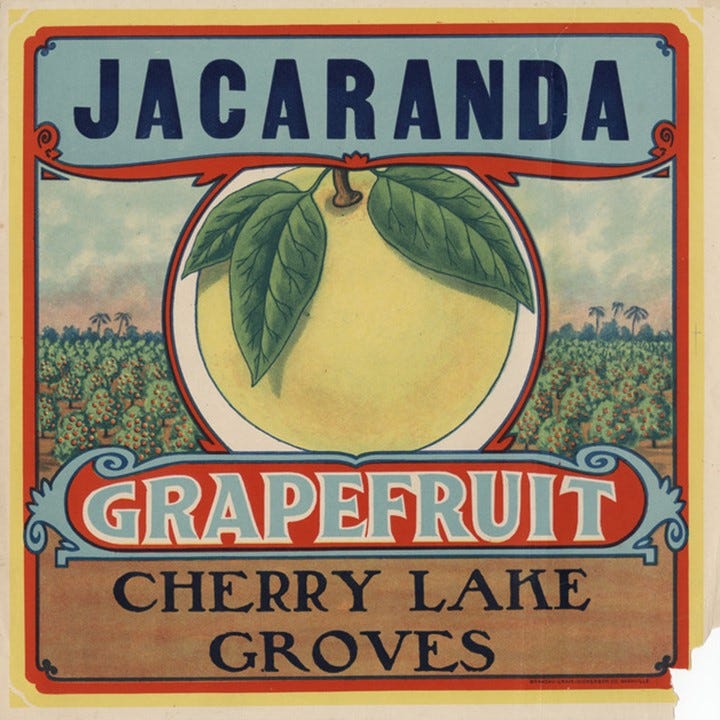 Jacaranda