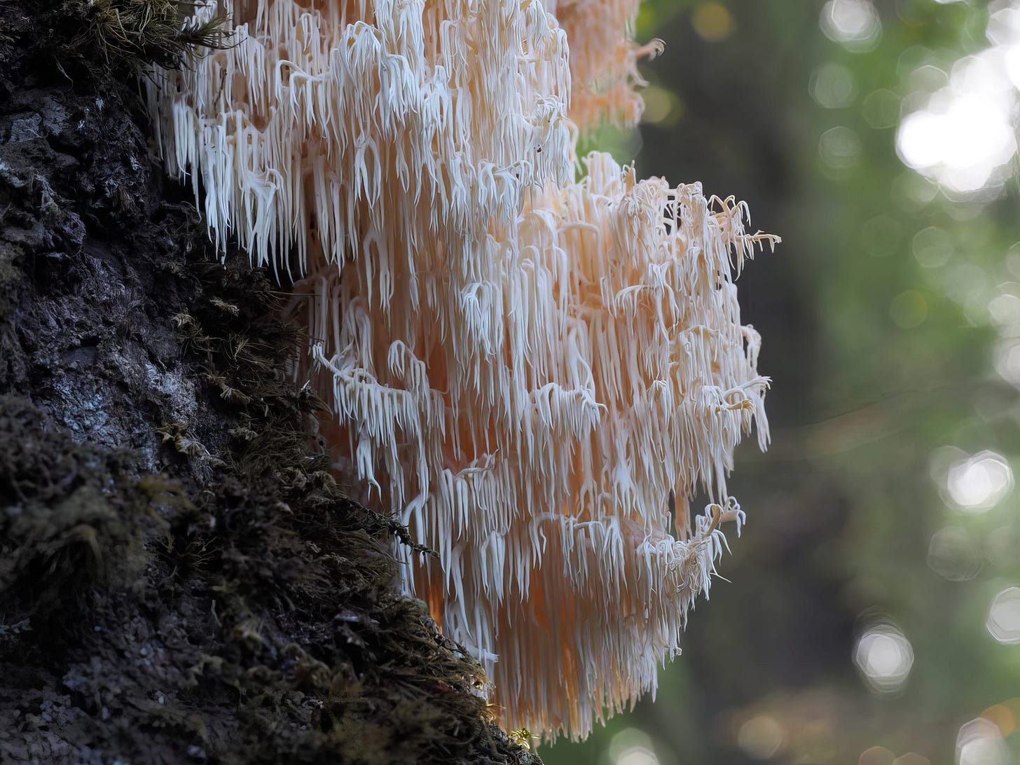 Hericium novae-zelandiae 