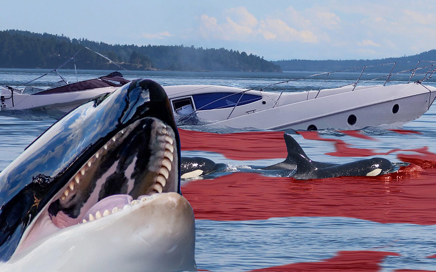 Working Class Heroes: This Orca Pod Decided to Literally Eat the Rich | The  Needling