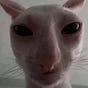 Johnny's avatar