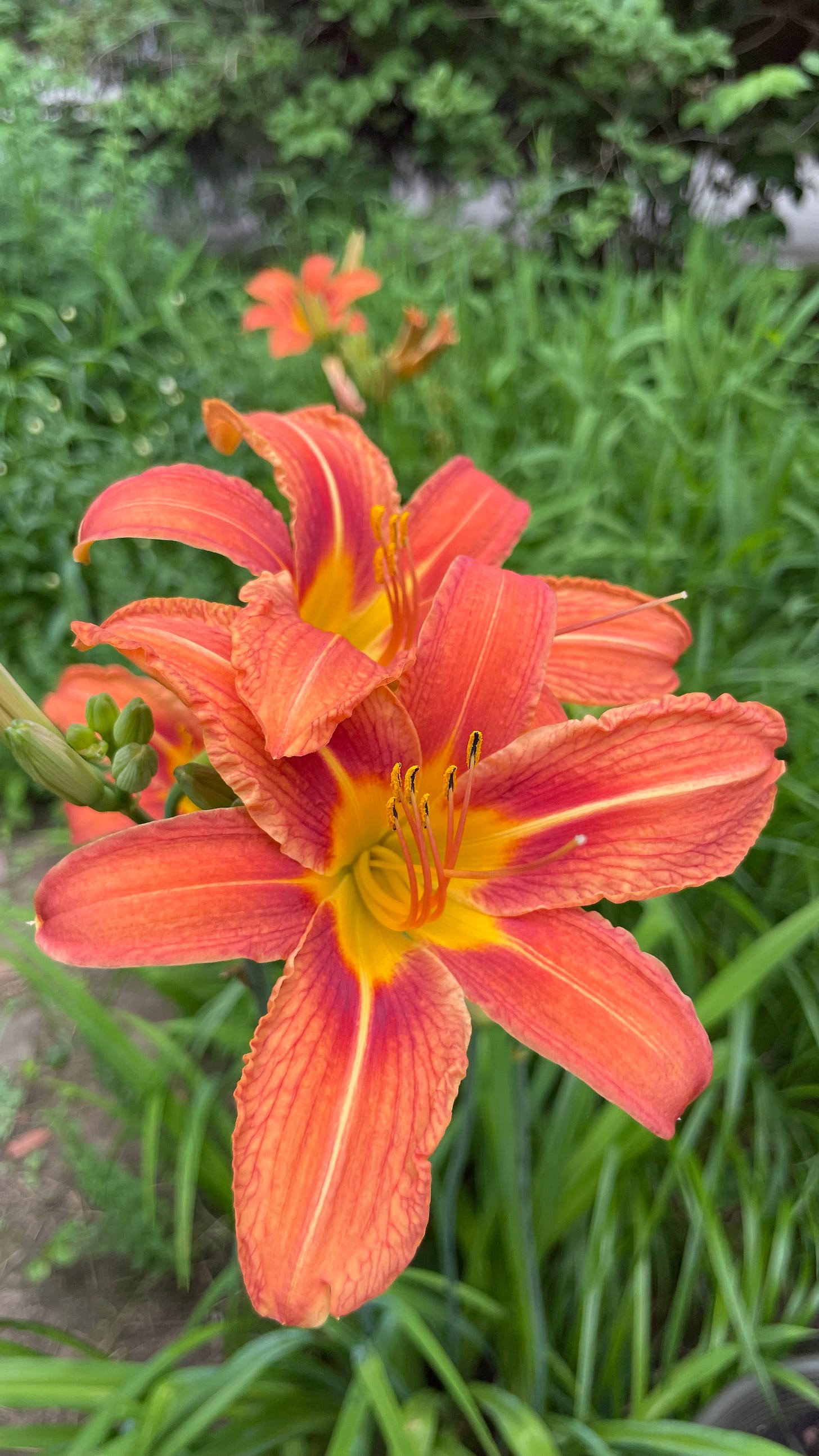 Two orange day-lilies