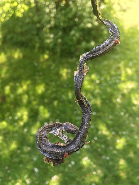 A grey rectangle set on green grass with white flowersr and a small sign behind; a curling snakeskin held against green background; a sign reading 'Wildlife Survey in Progress: please do not disturn mats'