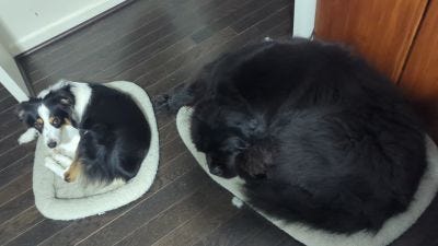 Dogs, Cats, and Lizards Napping