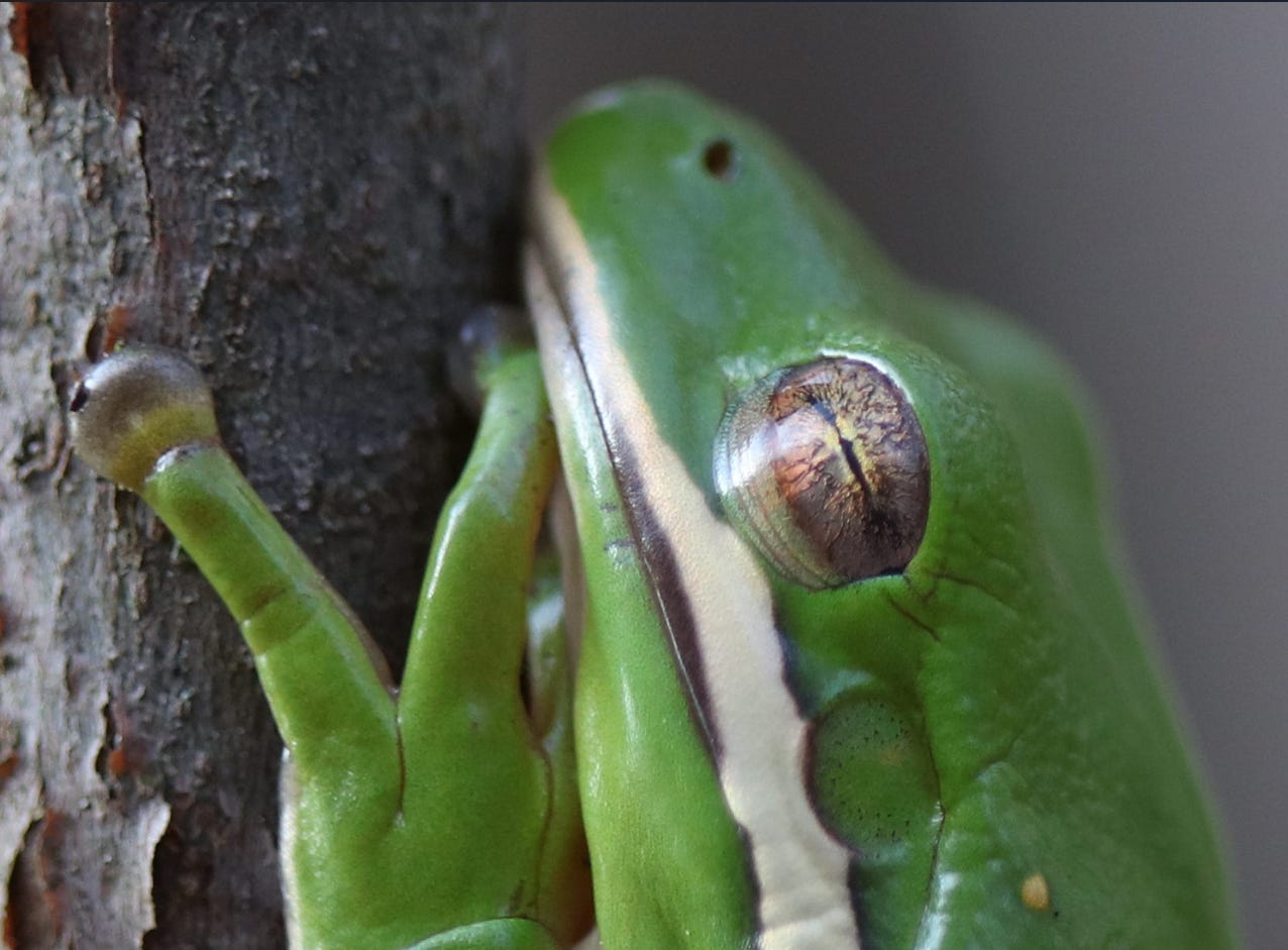 Very close close-up of a tree frog clinging to a branch, showing detail of the frog's bright green skin and golden eye