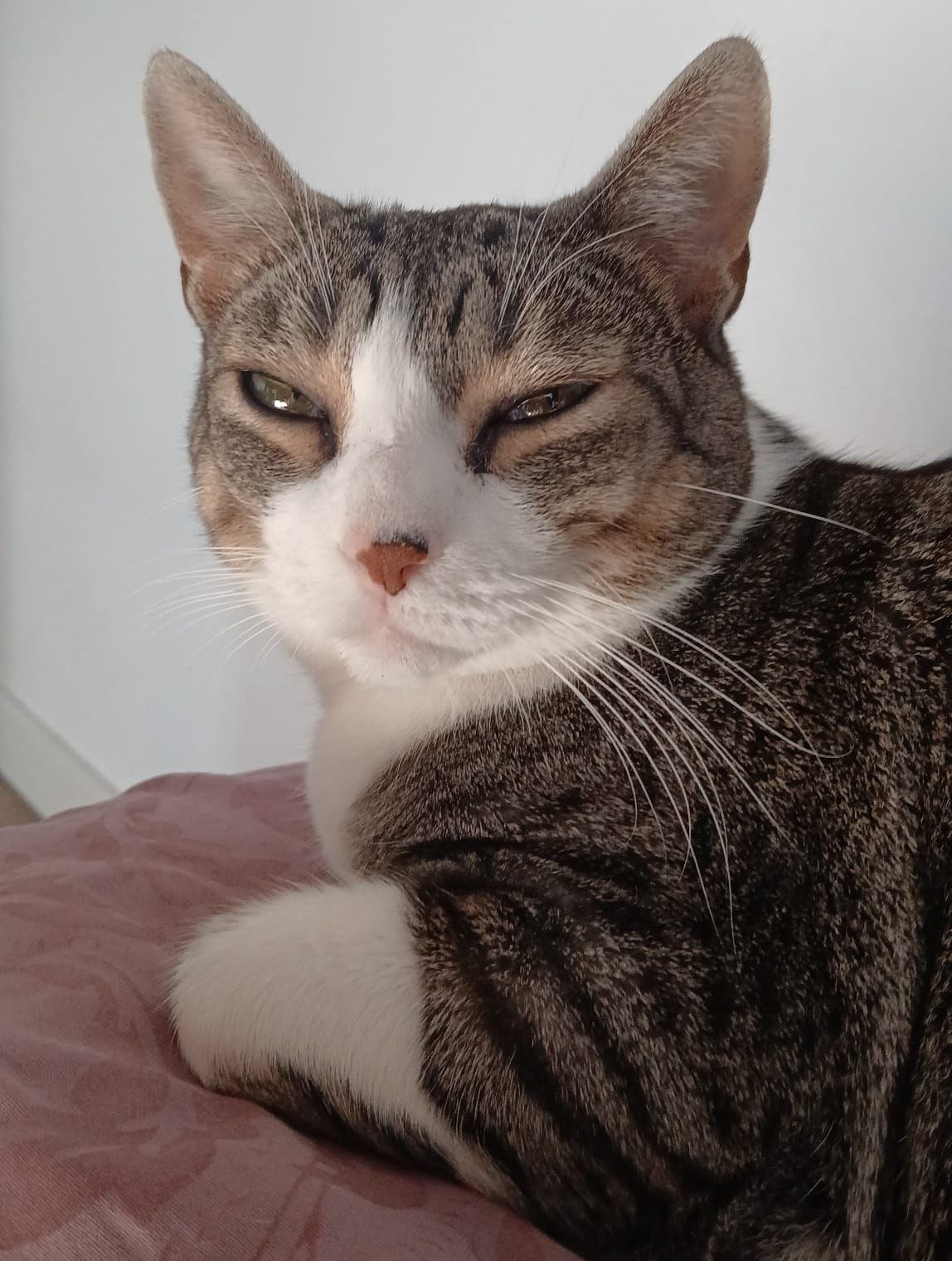 Tupi looking toward us, head turned, long white whiskers, ears alert but eyes relaxed. Tupi looking toward us, head turned, long white whiskers, ears alert but eyes relaxed.