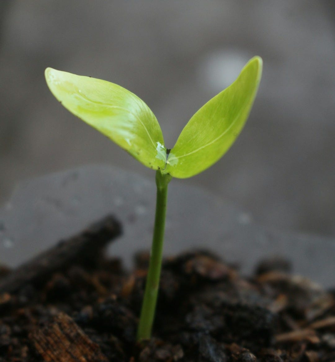 A small green plant sprouting out of the ground