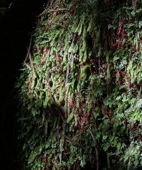 Left hand images shows a kind of umbrella moss, middle shows a hanging moss among red aerial roots of a tree, last image shows rows of tiny leaves up close