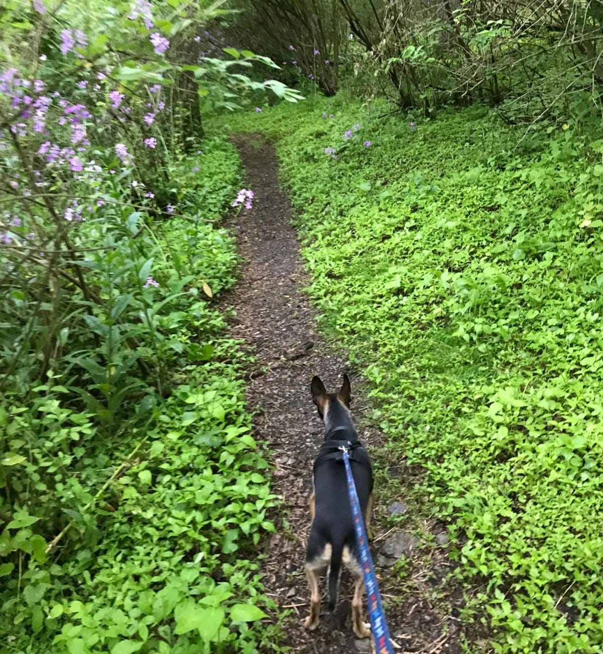 Um cachorro pequeno em uma trilha de terra cercada por vegetação sob a luz do sol de fim de tarde. 