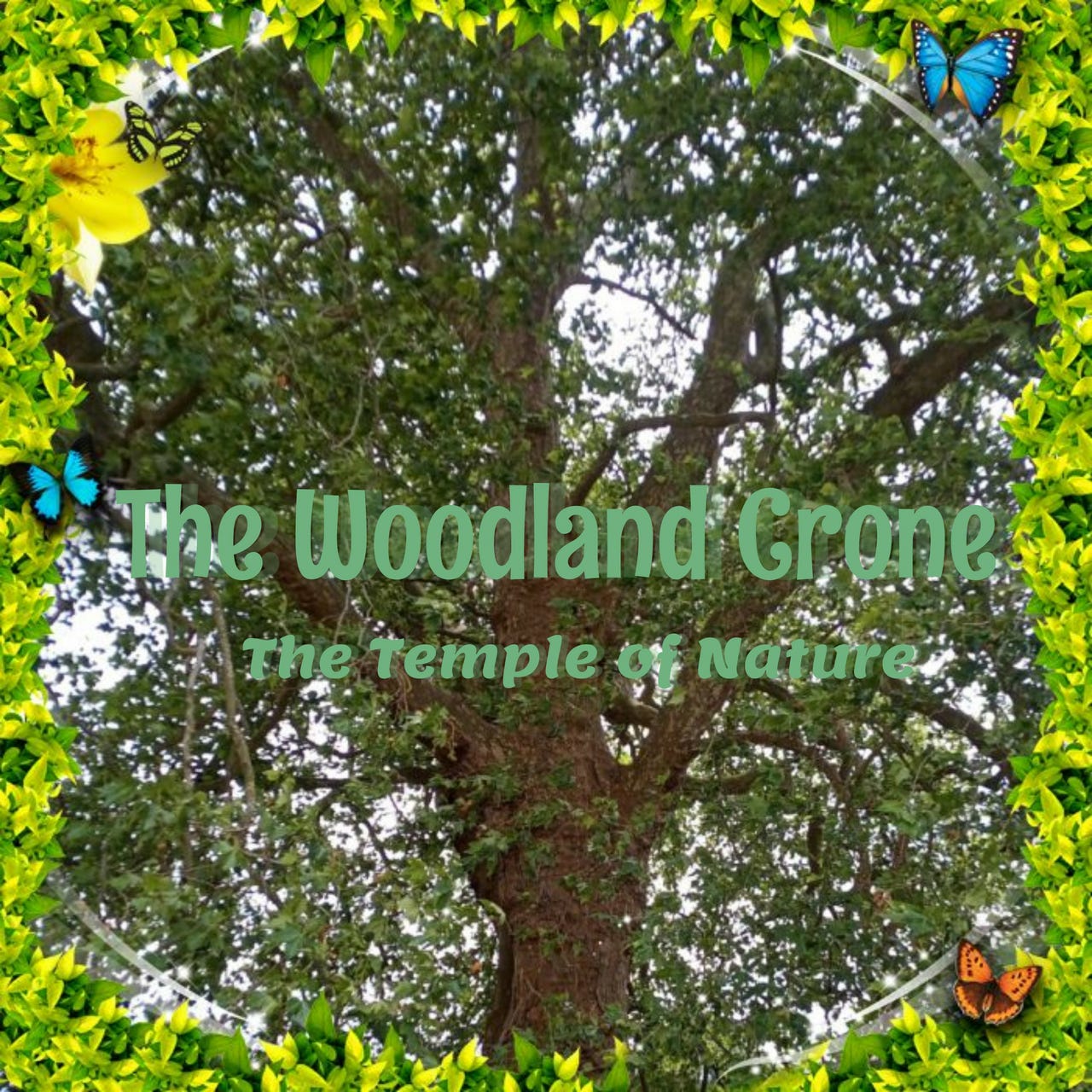The Woodland Crone logo