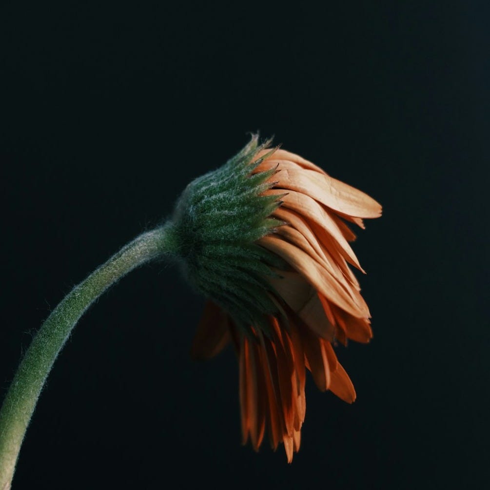 pink and green flower in close up photography