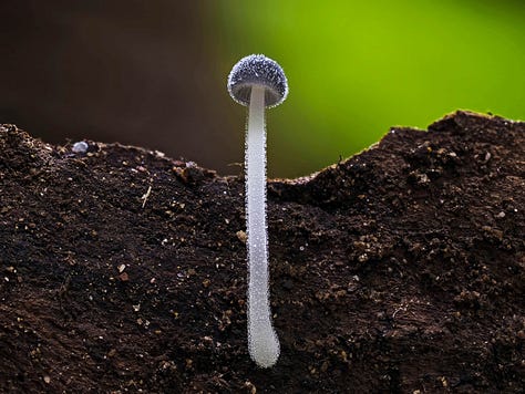 Mycena subcyanocephala