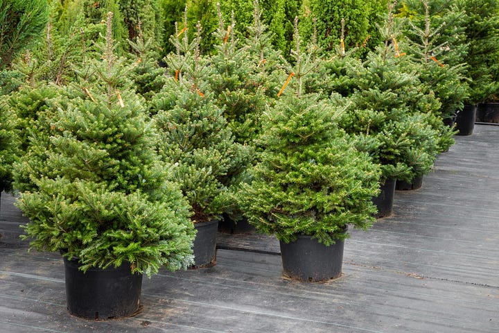 Trees for the Holidays - by Tom Kimmerer - Our Trees